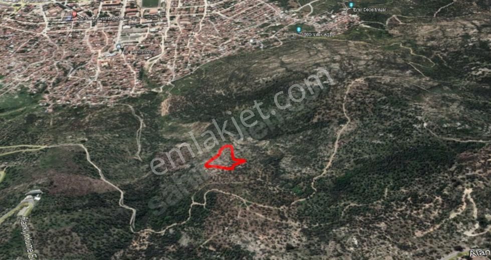 Bayındır Hacı İbrahim Mahallesi Şehir Merkezine Yakın Zeytinlik - Görsel 2