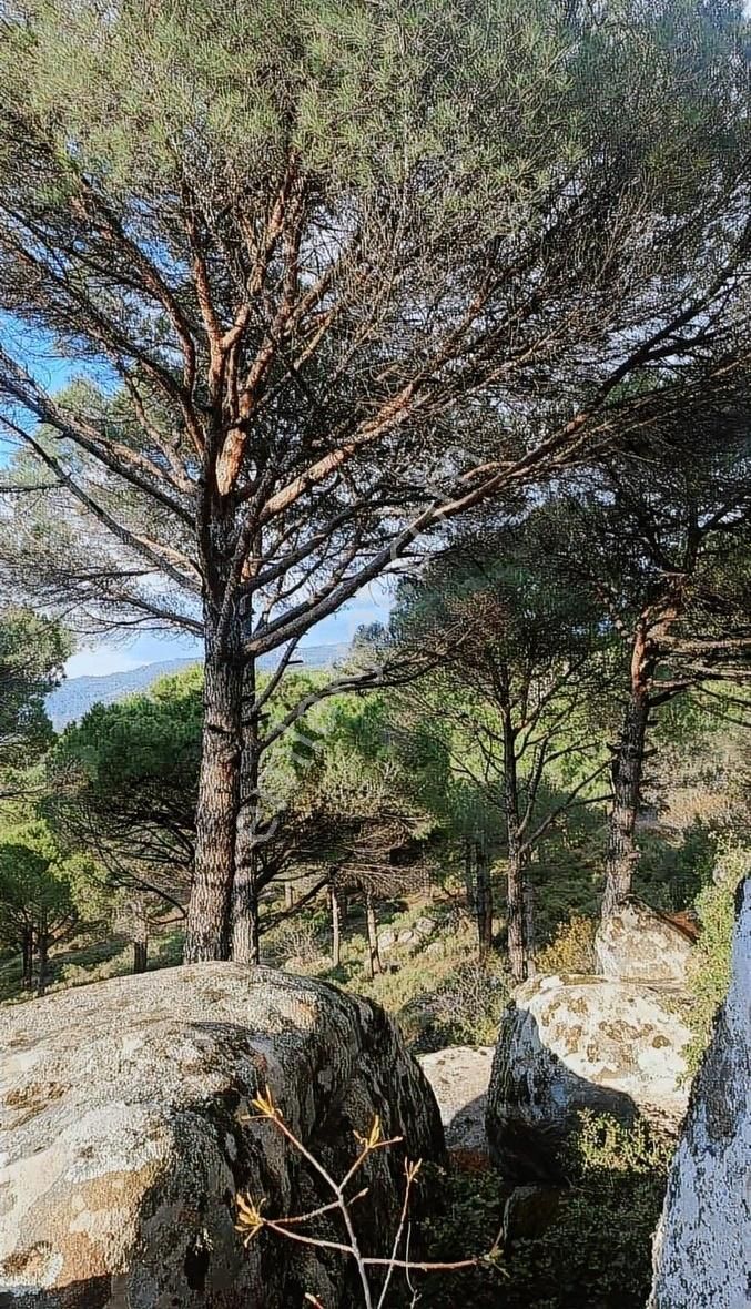 Kozak Yaylasında 3 Dönüm Resmi Yollu Bağ