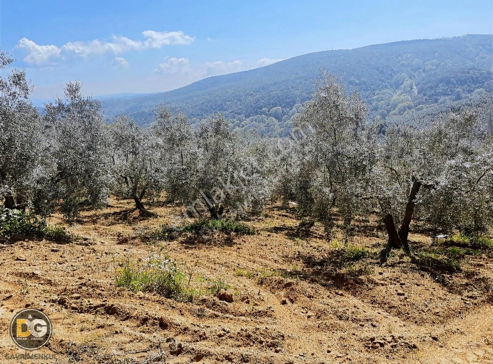 Bursa Mudanya Eğercede Plaja Çok Yakın Tarla Nakitsiz Fırsat - Görsel 7