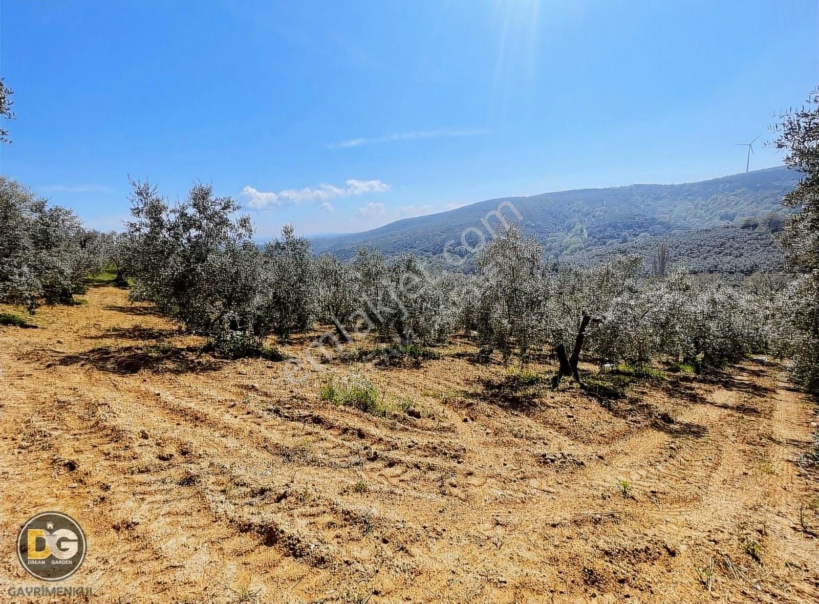 Bursa Mudanya Eğercede Plaja Çok Yakın Tarla Nakitsiz Fırsat - Görsel 11
