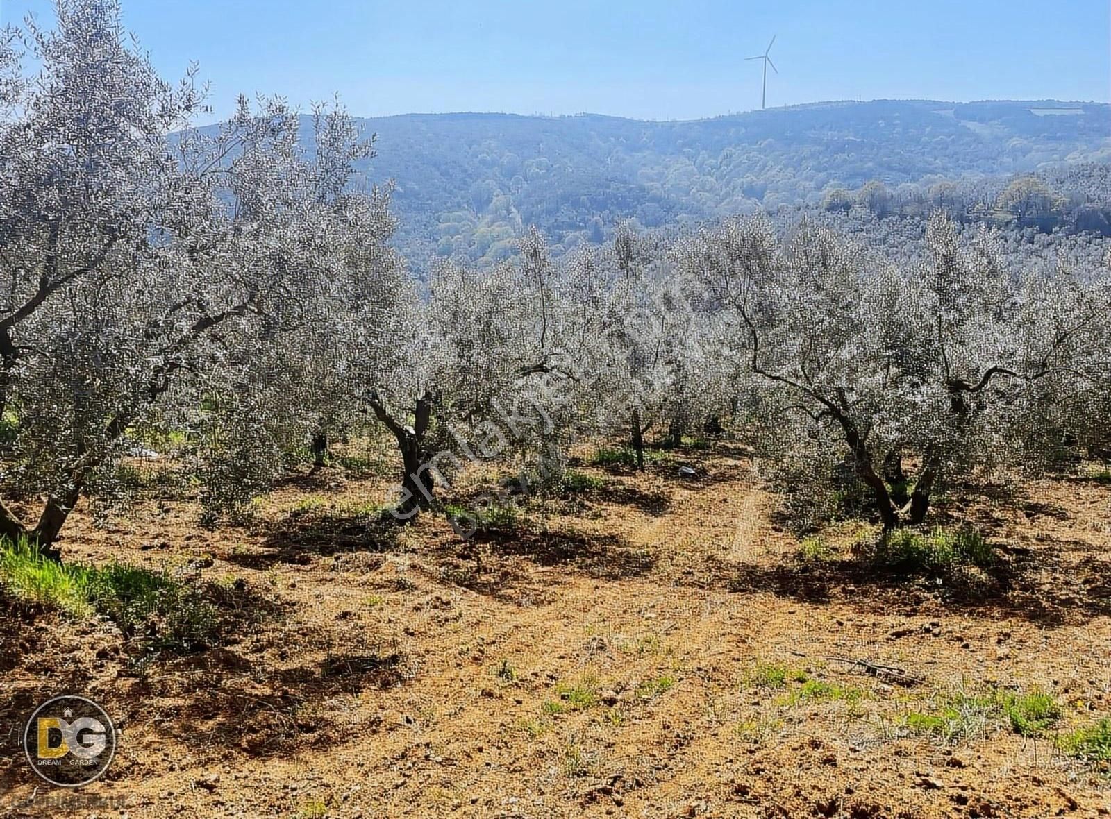 Bursa Mudanya Eğercede Plaja Çok Yakın Tarla Nakitsiz Fırsat - Görsel 4