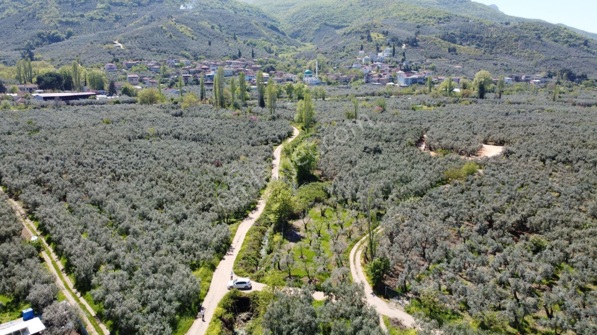 Dutluca Köyünde Göle Yakın Resmi Yolu Olan Muhteşem Zeytinlik - Görsel 3