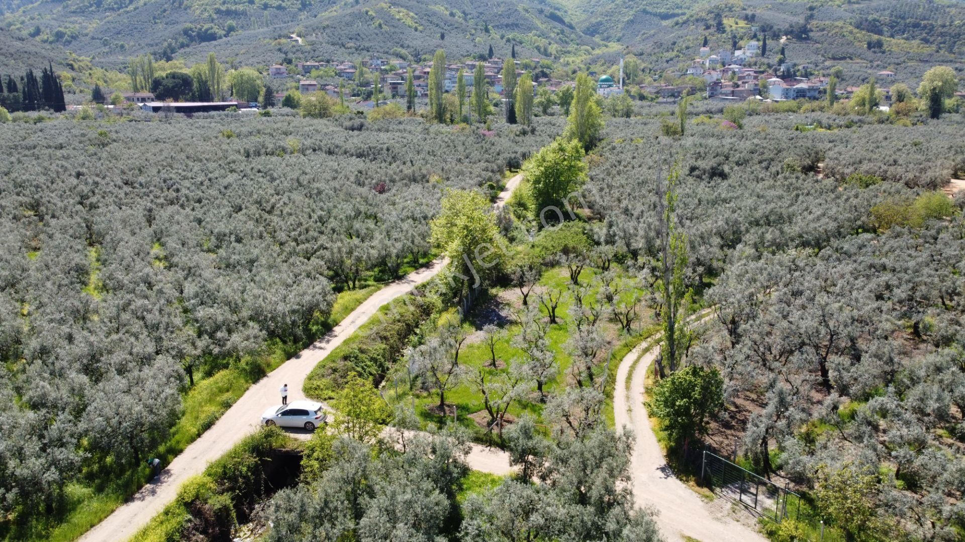 Dutluca Köyünde Göle Yakın Resmi Yolu Olan Muhteşem Zeytinlik - Görsel 2