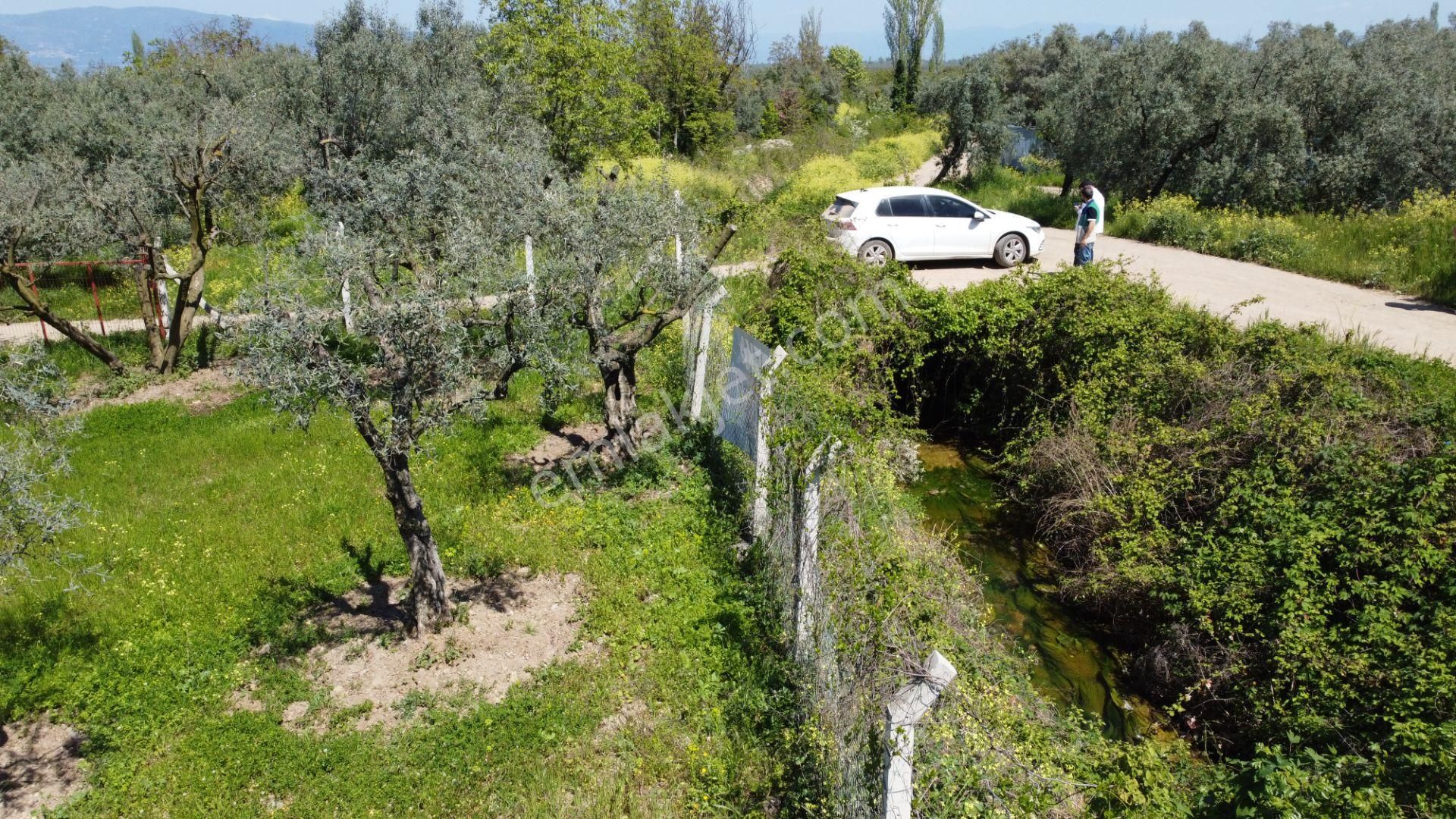 Dutluca Köyünde Göle Yakın Resmi Yolu Olan Muhteşem Zeytinlik - Görsel 21