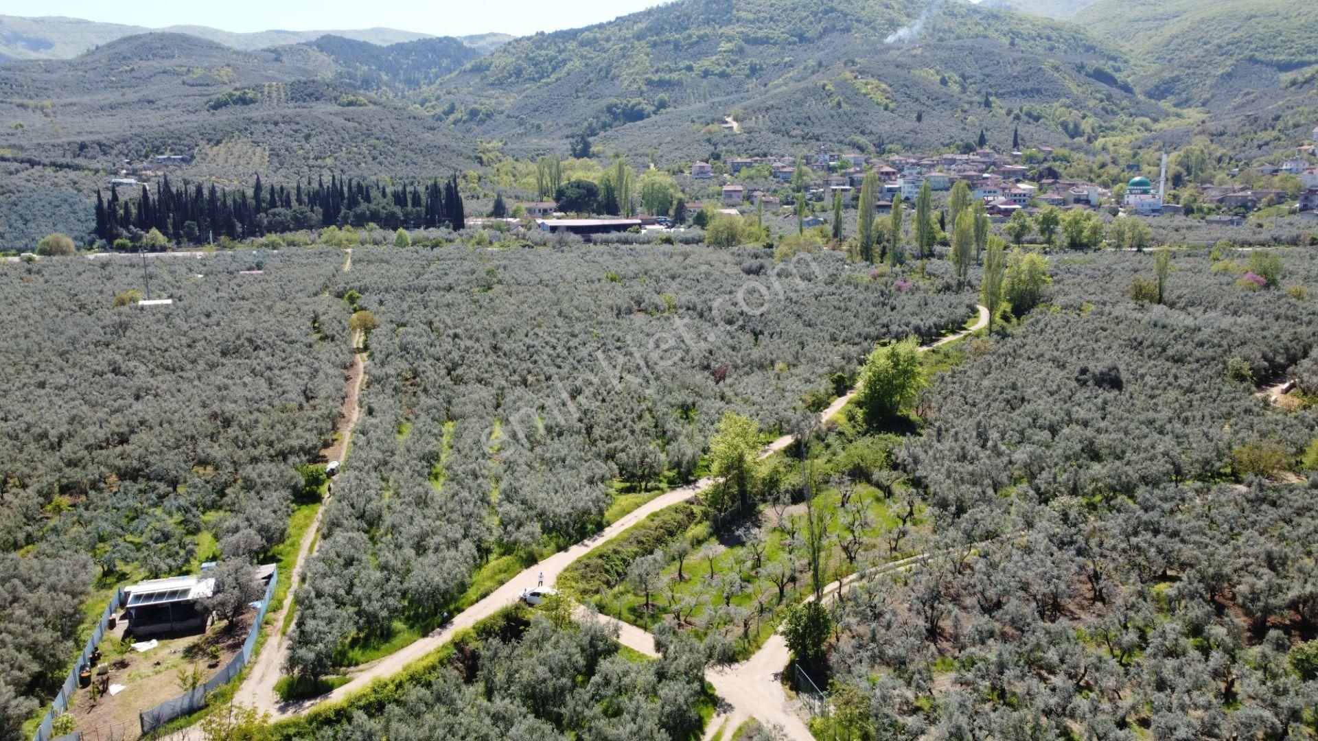 Dutluca Köyünde Göle Yakın Resmi Yolu Olan Muhteşem Zeytinlik - Görsel 5