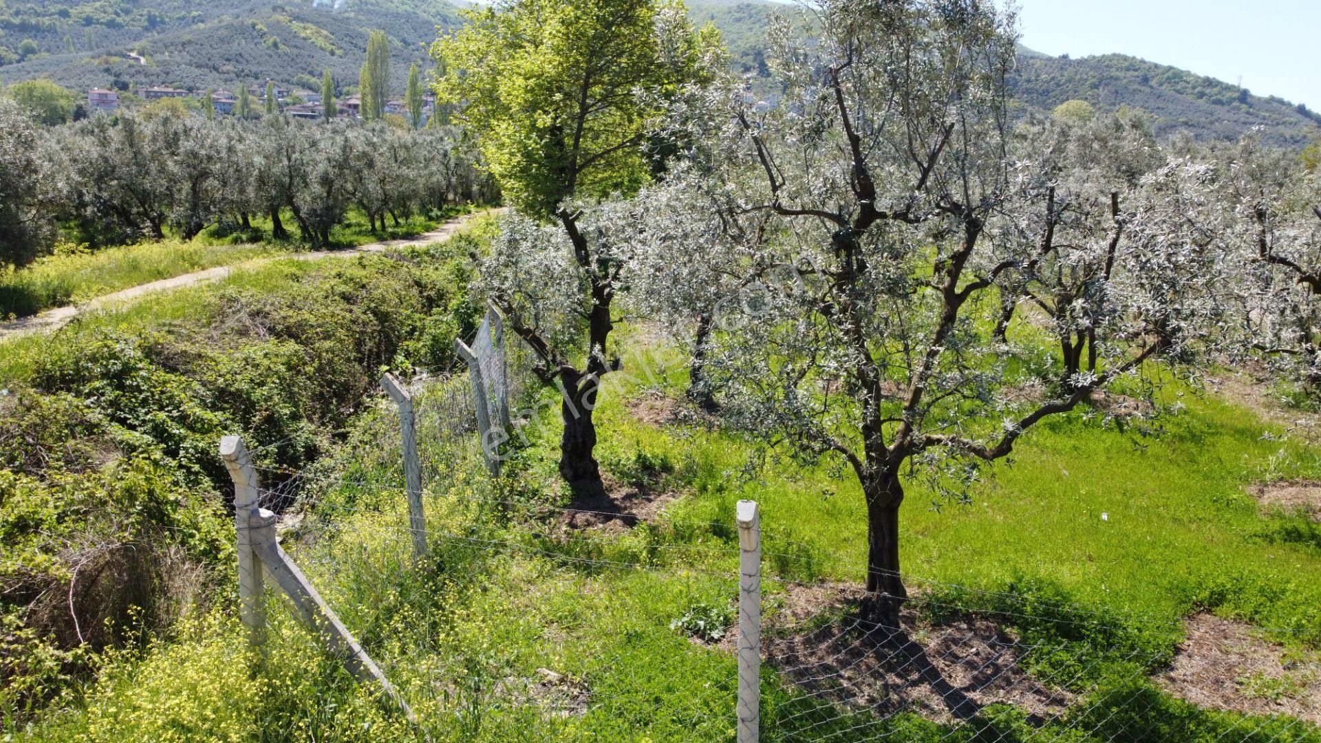 Dutluca Köyünde Göle Yakın Resmi Yolu Olan Muhteşem Zeytinlik - Görsel 13