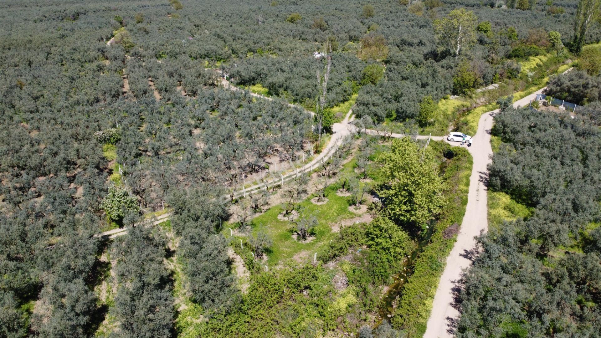 Dutluca Köyünde Göle Yakın Resmi Yolu Olan Muhteşem Zeytinlik - Görsel 7