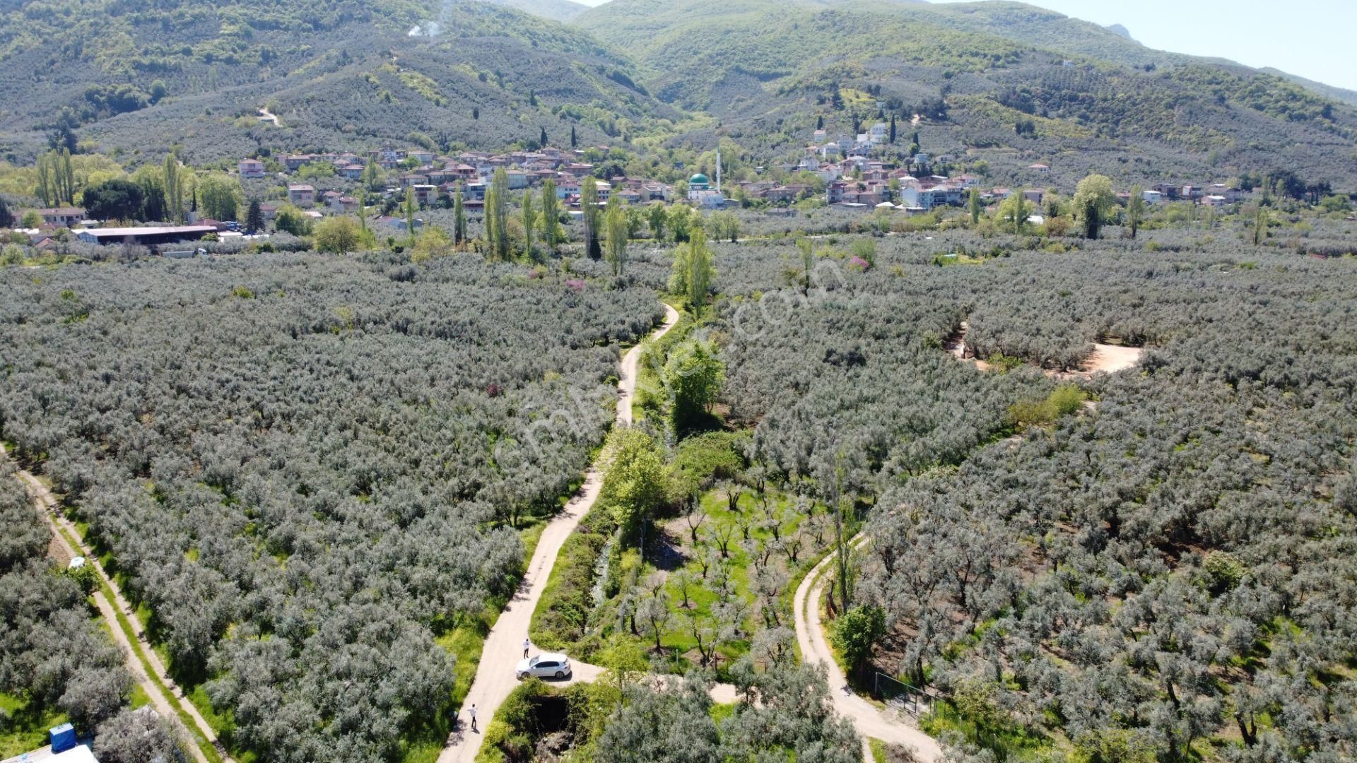 Dutluca Köyünde Göle Yakın Resmi Yolu Olan Muhteşem Zeytinlik - Görsel 4