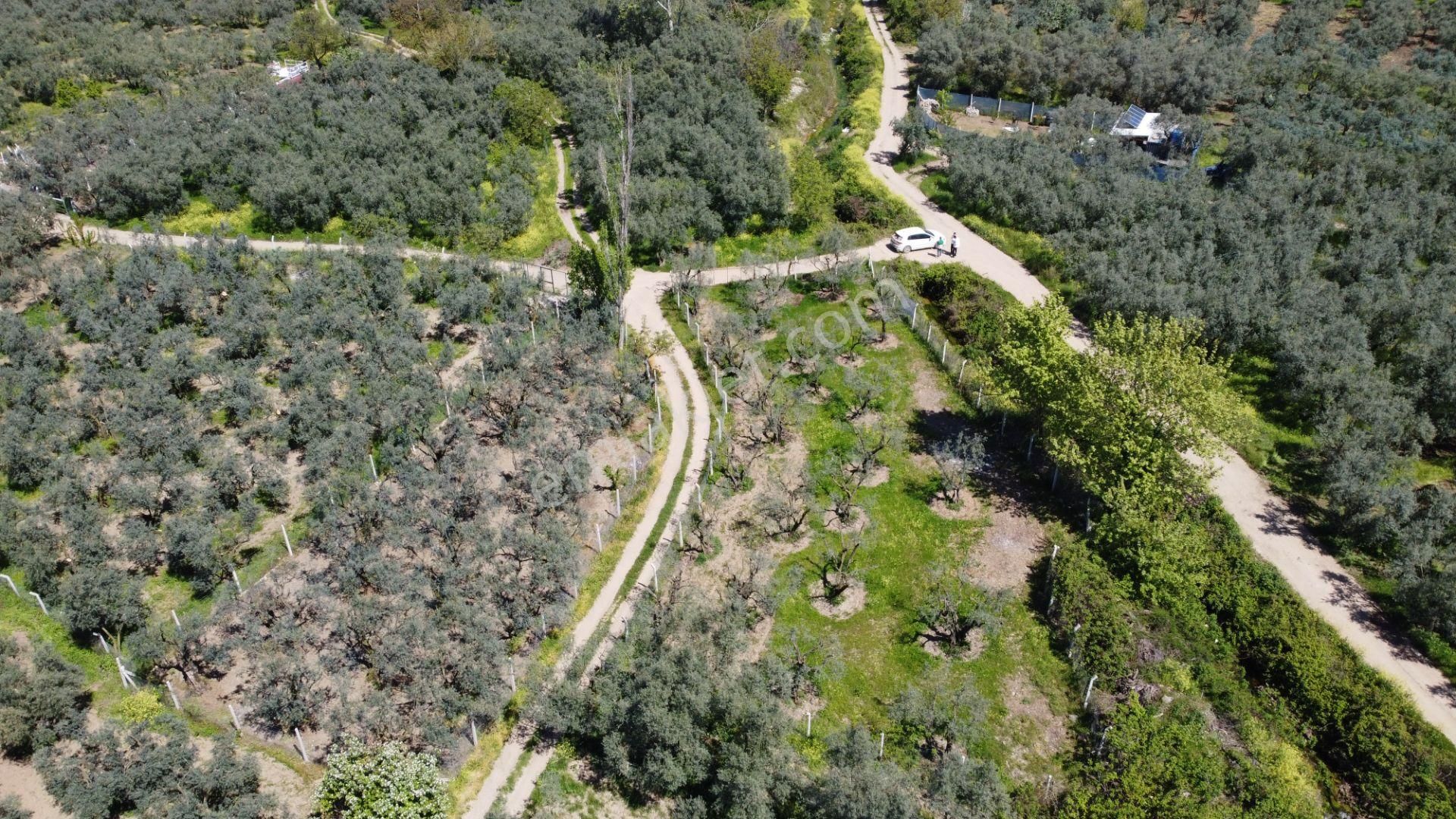 Dutluca Köyünde Göle Yakın Resmi Yolu Olan Muhteşem Zeytinlik - Görsel 6