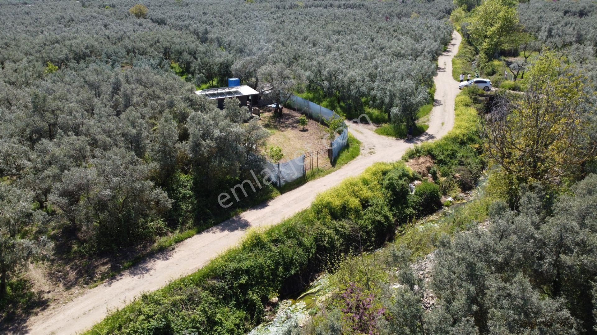 Beka Gayrimenkul Den Dutluca Köyünde 2 Tapu Zeytinlik Hobi Bahçesi - Görsel 24