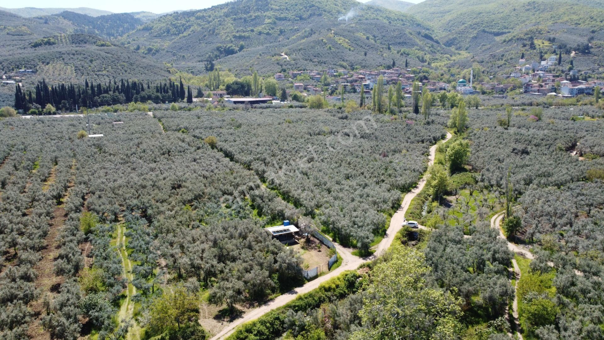 Beka Gayrimenkul Den Dutluca Köyünde 2 Tapu Zeytinlik Hobi Bahçesi - Görsel 8