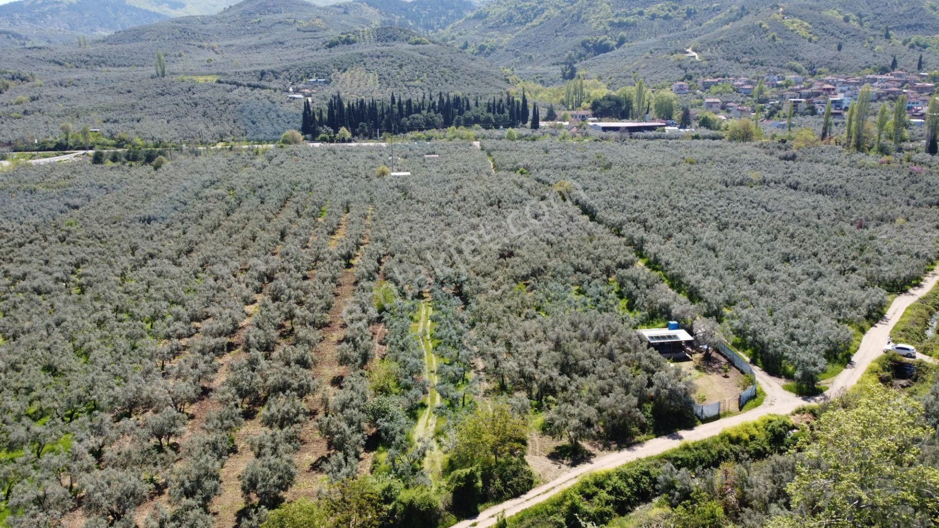 Beka Gayrimenkul Den Dutluca Köyünde 2 Tapu Zeytinlik Hobi Bahçesi - Görsel 7