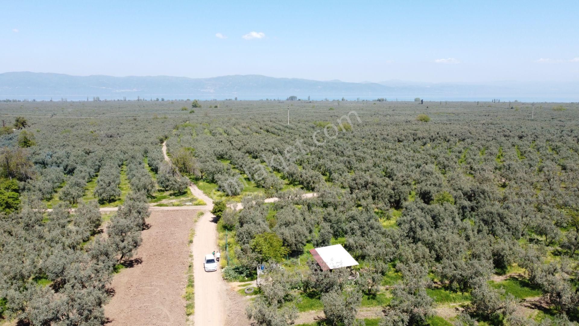 Sölöz Köyünde Köye Çok Yakın 725 M2 Muhteşem Zeytinlik - Görsel 8