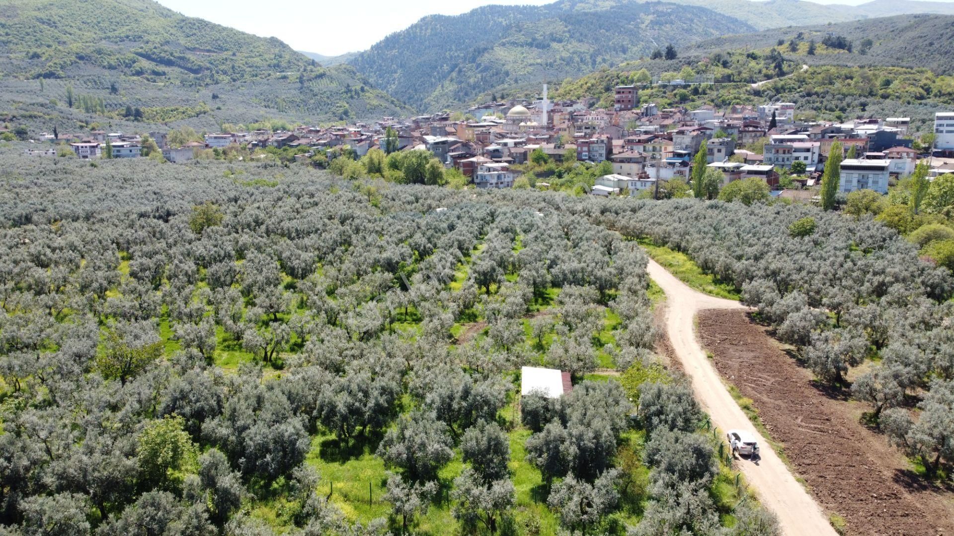 Sölöz Köyünde Köye Çok Yakın 725 M2 Muhteşem Zeytinlik - Görsel 3