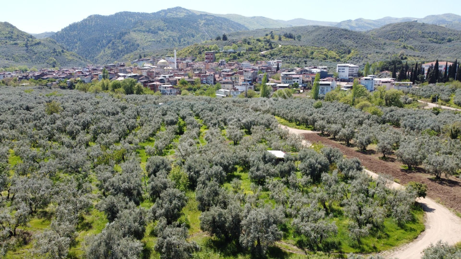 Sölöz Köyünde Köye Çok Yakın 725 M2 Muhteşem Zeytinlik - Görsel 14