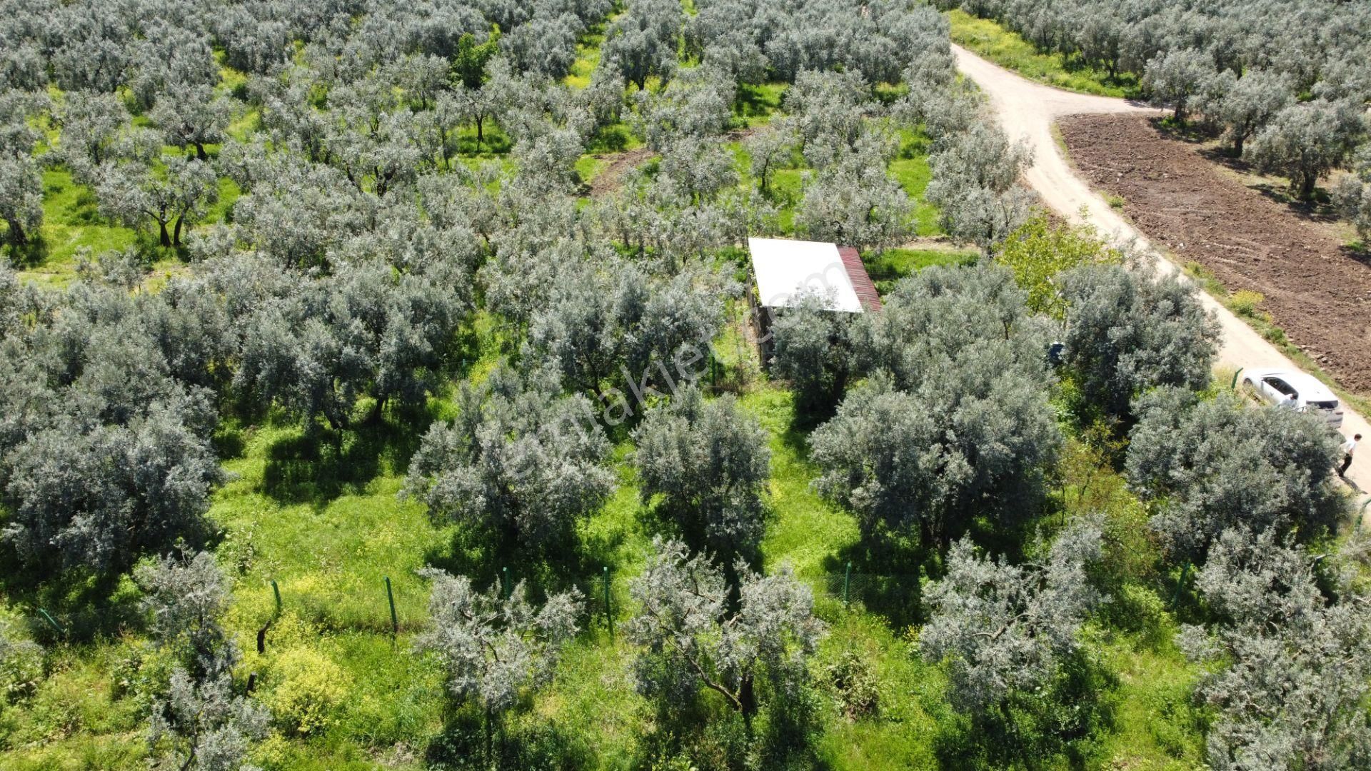 Sölöz Köyünde Köye Çok Yakın 725 M2 Muhteşem Zeytinlik - Görsel 16