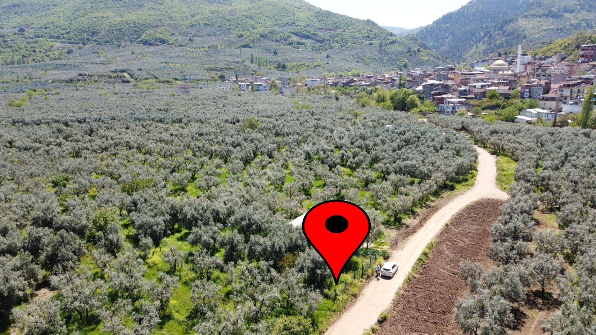 Sölöz Köyünde Köye Çok Yakın 725 M2 Muhteşem Zeytinlik - Görsel 2