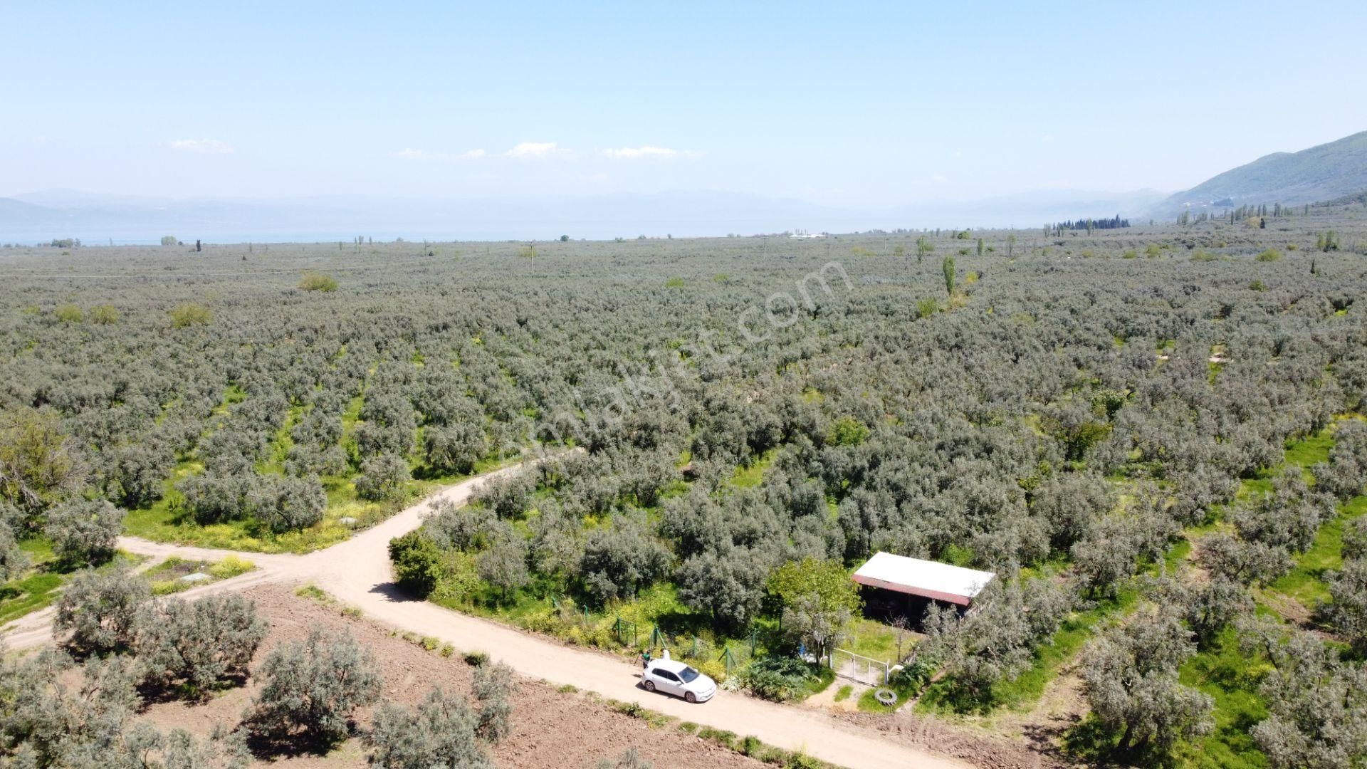 Sölöz Köyünde Köye Çok Yakın 725 M2 Muhteşem Zeytinlik - Görsel 7