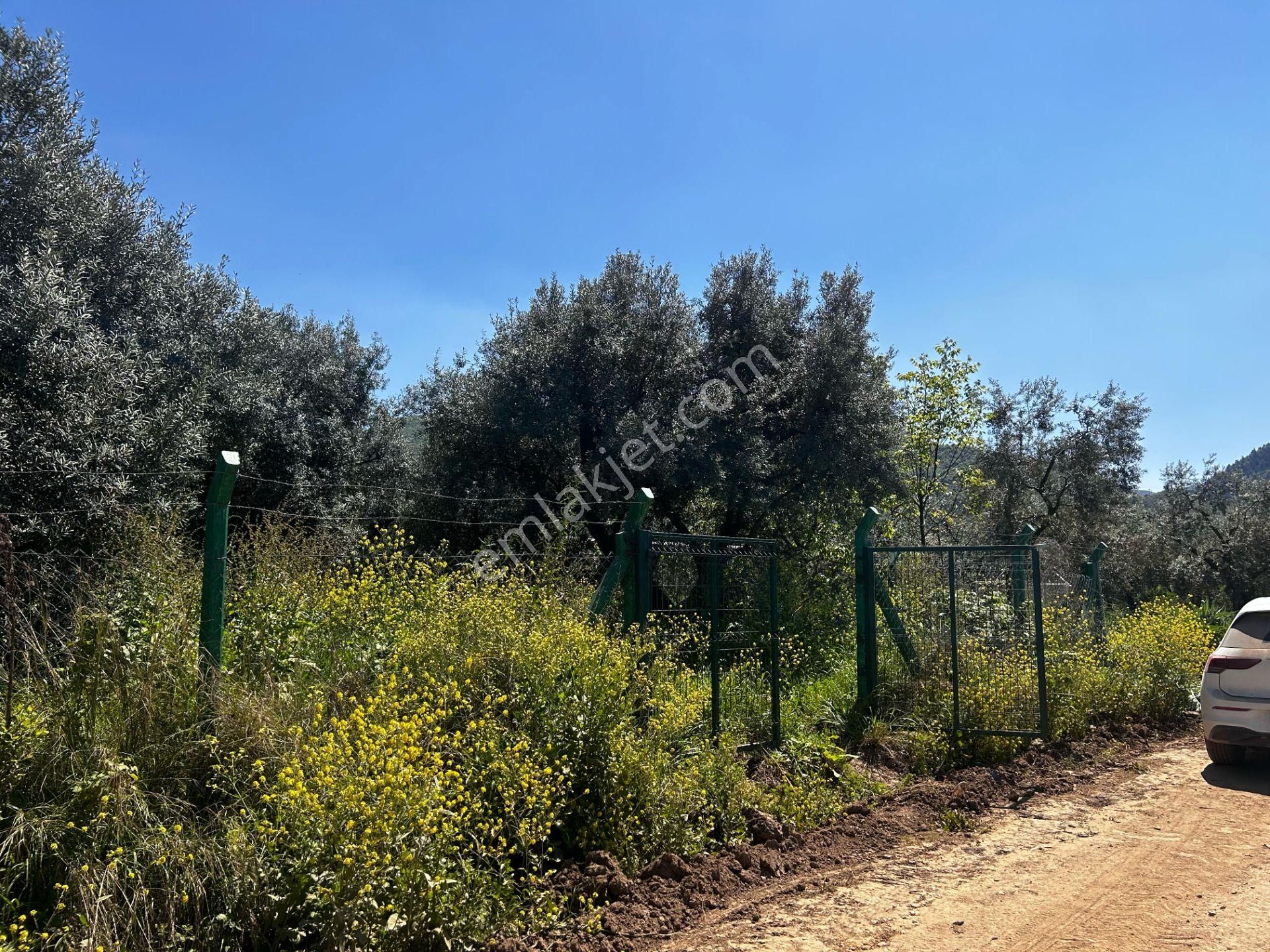 Sölöz Köyünde Köye Çok Yakın 725 M2 Muhteşem Zeytinlik - Görsel 23