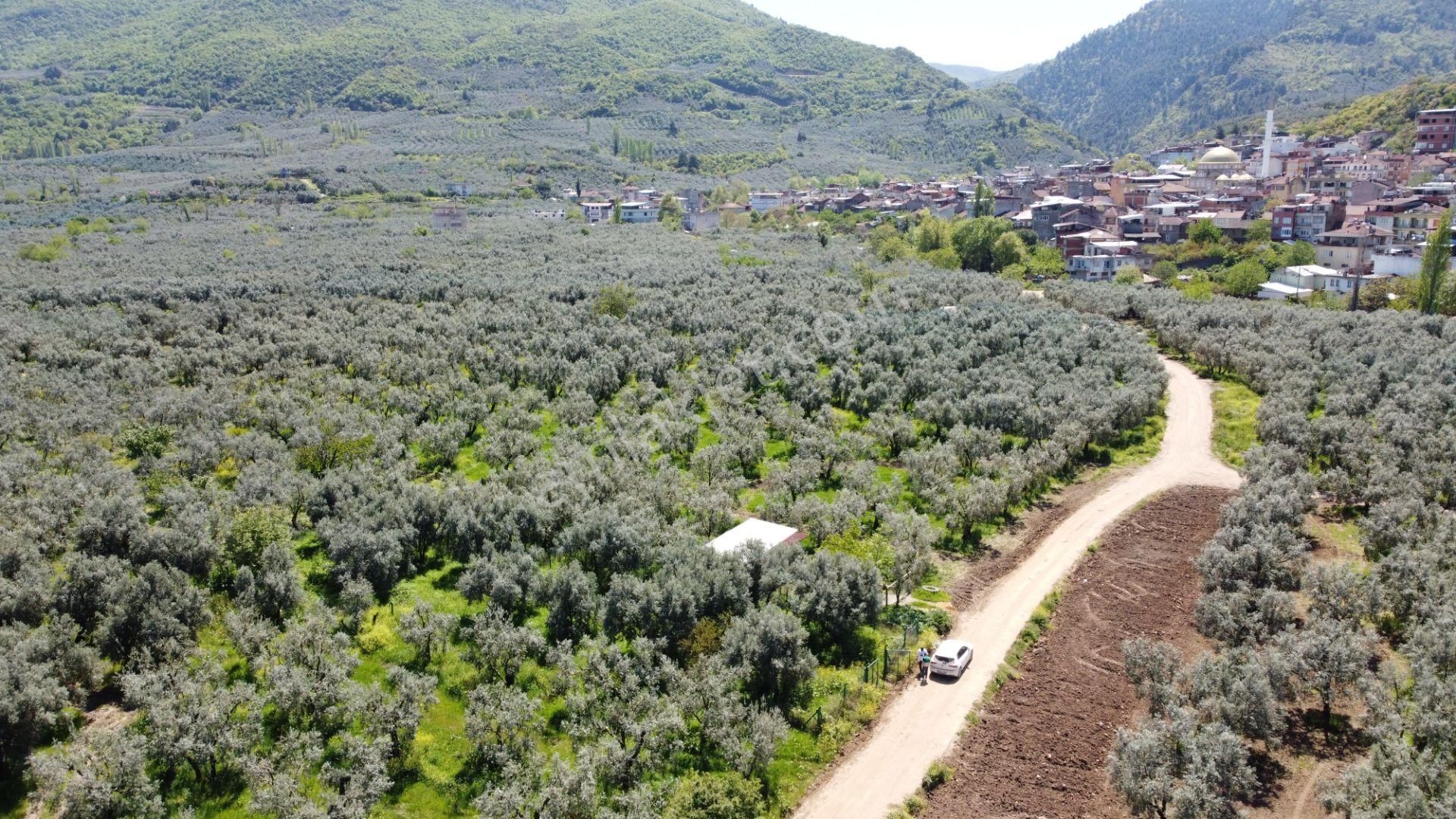 Sölöz Köyünde Köye Çok Yakın 725 M2 Muhteşem Zeytinlik - Görsel 4