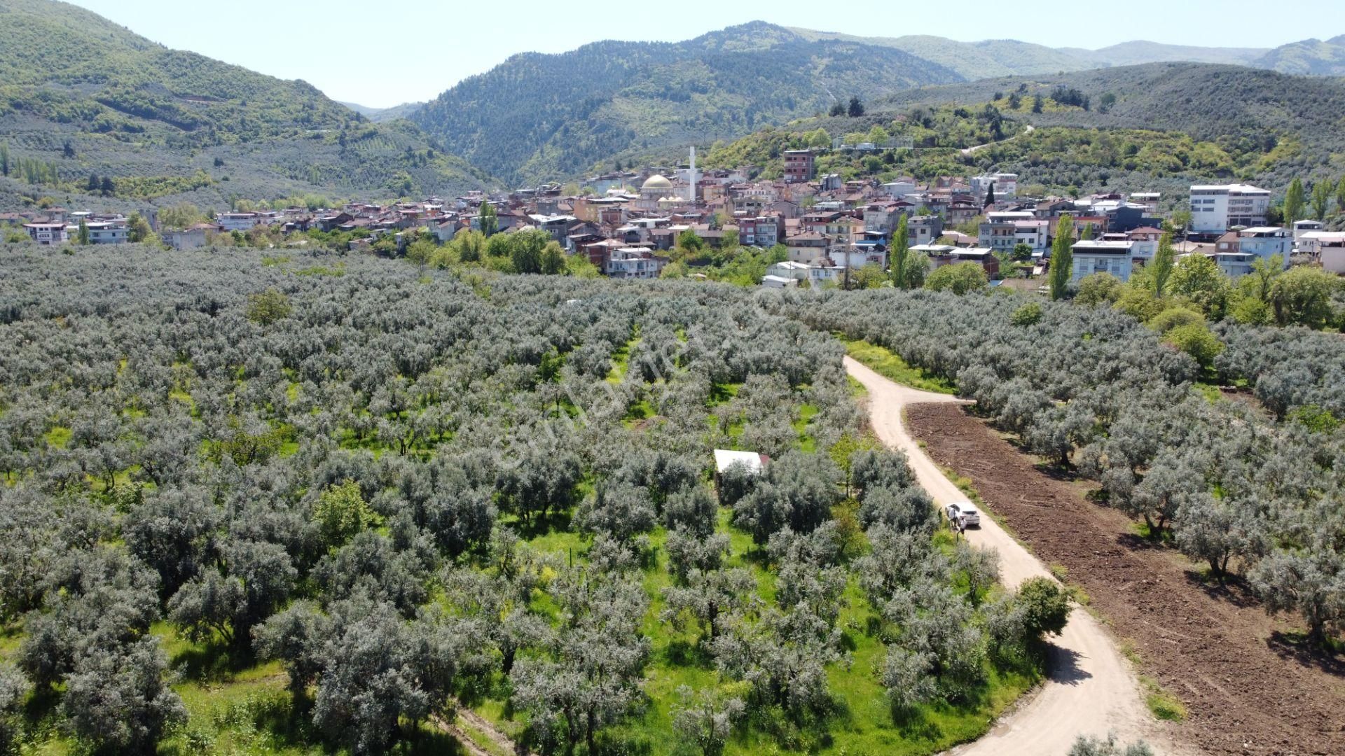 Sölöz Köyünde Köye Çok Yakın 725 M2 Muhteşem Zeytinlik - Görsel 15
