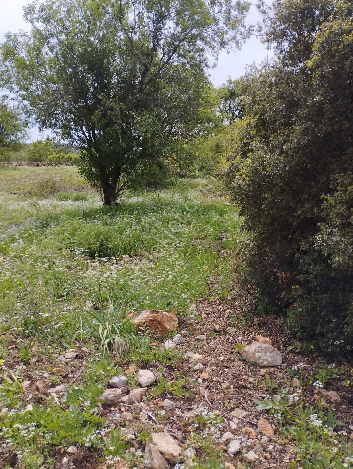 Antalya Kumluca Belen De Satılık Tarla - Görsel 10