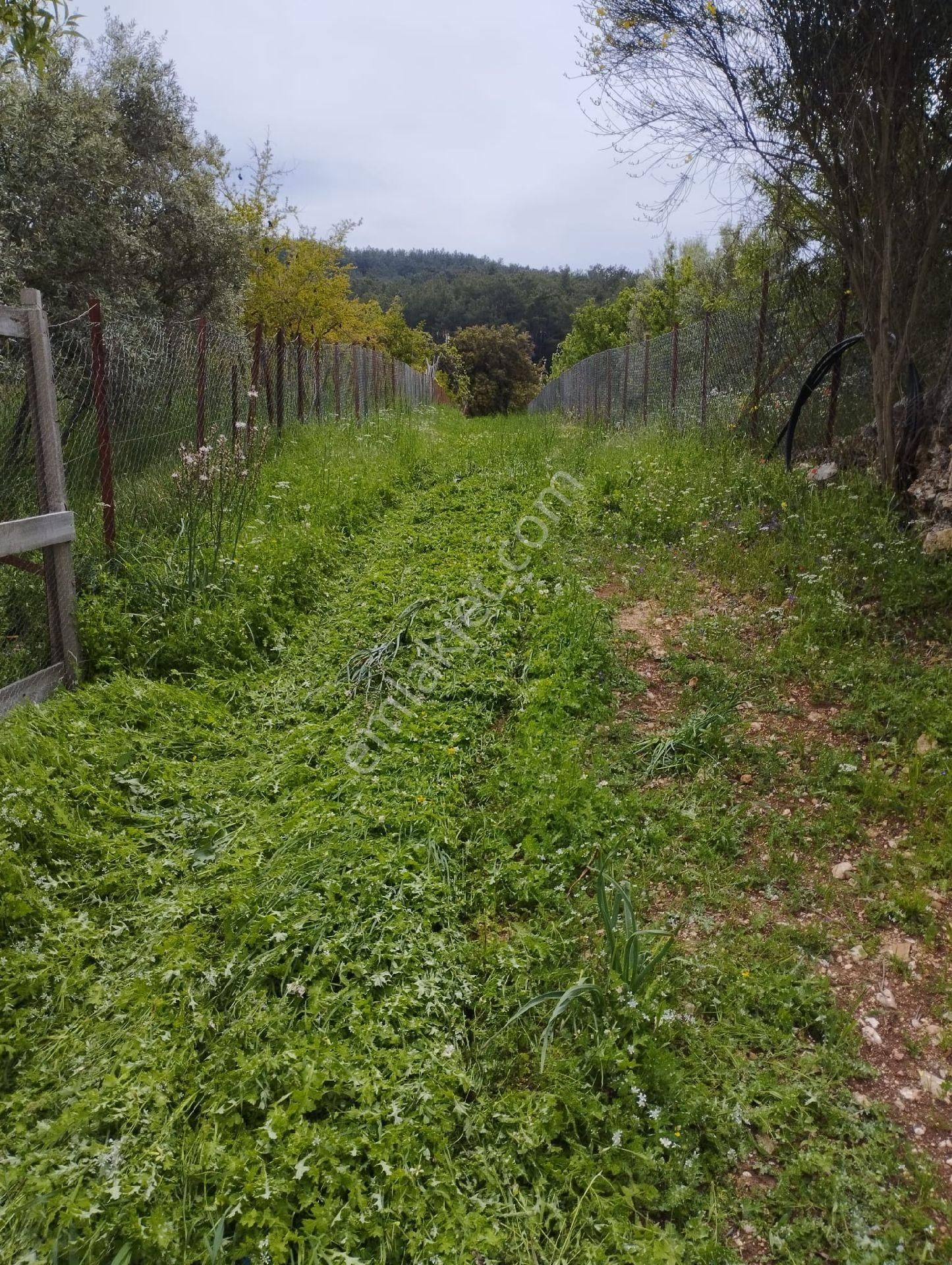Antalya Kumluca Belen De Satılık Tarla - Görsel 7