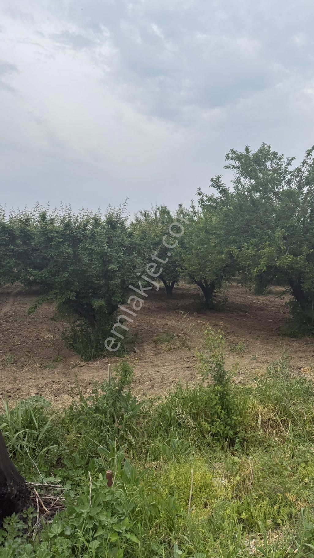 Nova’dan 8.mıntıkada 3100 M2 Eriklik Satılık