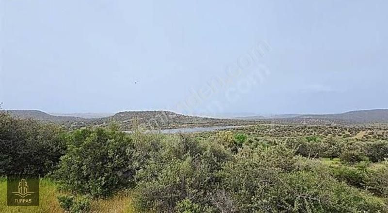 Aliağa Kalabak'da Satılık Kadastrol Yola Cephe Zeytinlik