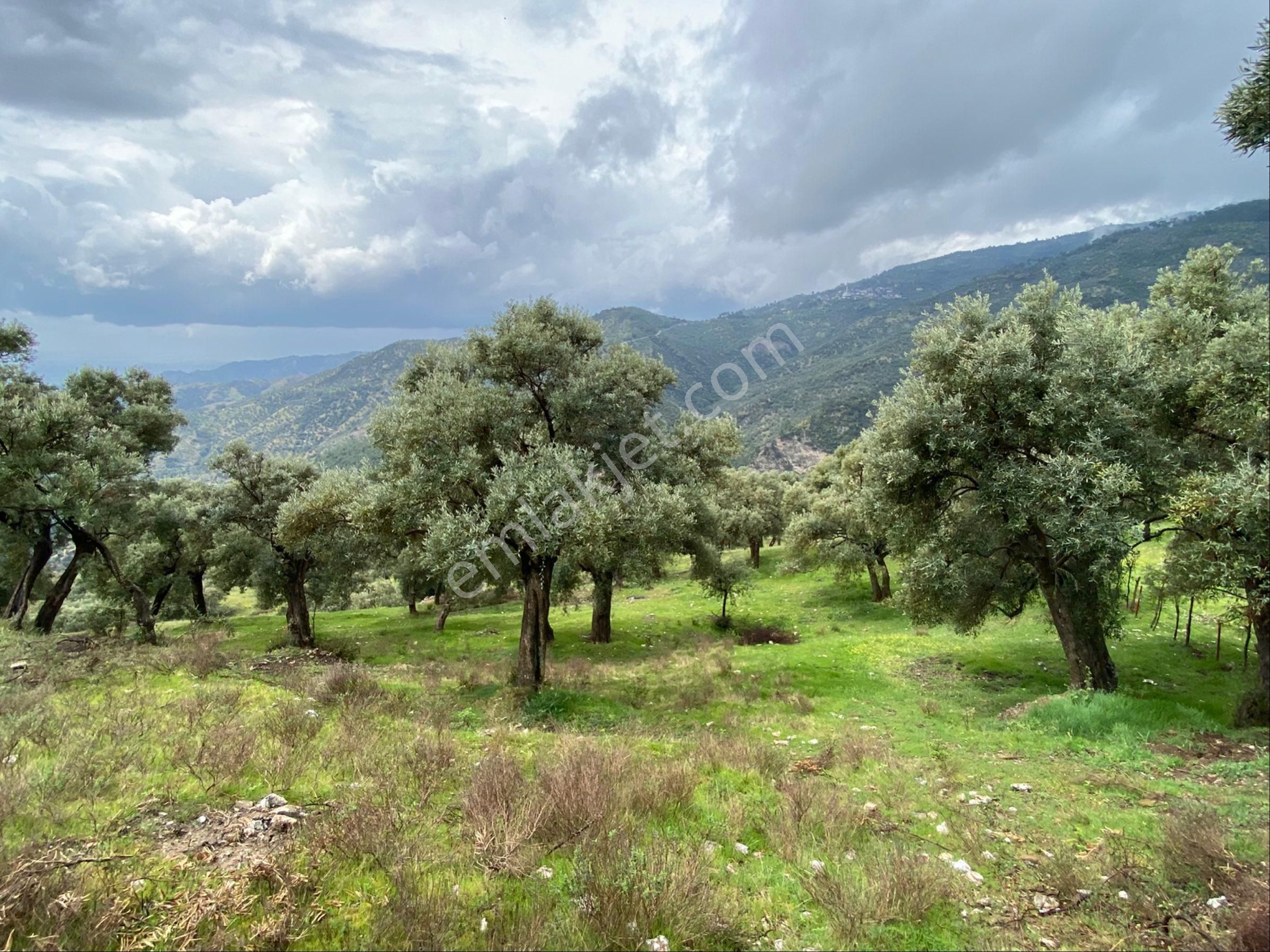 Müstakil Tapulu Sahibinden Zeytinlik
