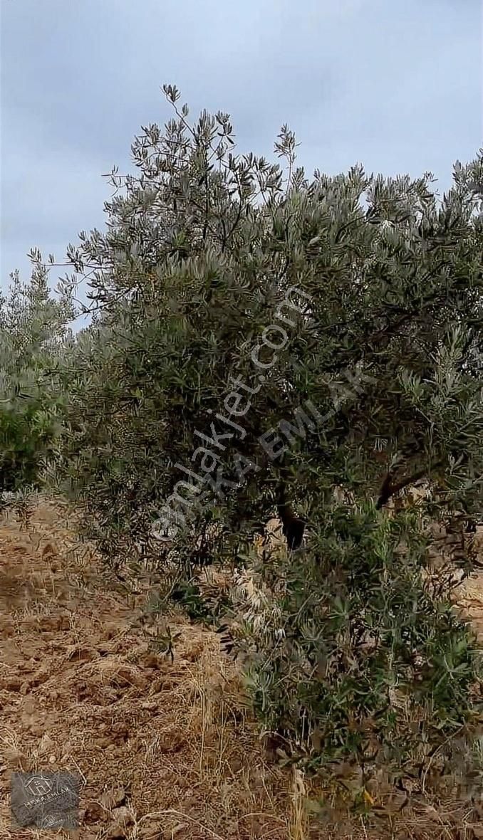 Meka Emlak'dan 70 Dönüm Zeytin Bahçesi
