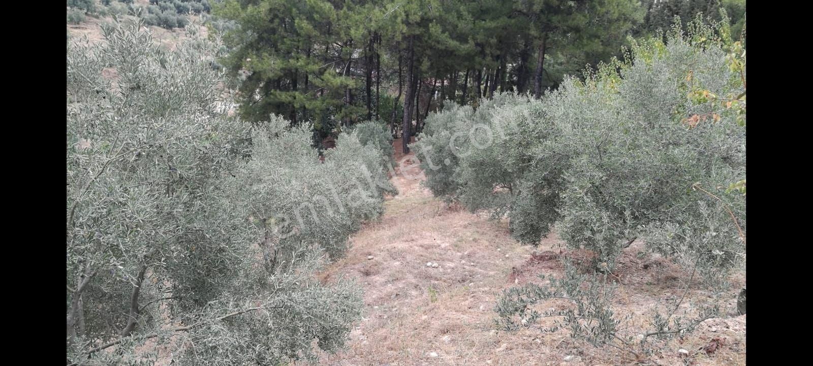 Ağaçlı Köyü Satılık 7237m2 Bahçe Tek Tapu - Görsel 12