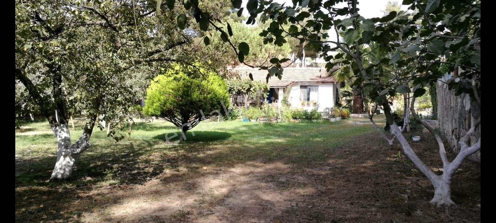 Ağaçlı Köyü Satılık 7237m2 Bahçe Tek Tapu - Görsel 2