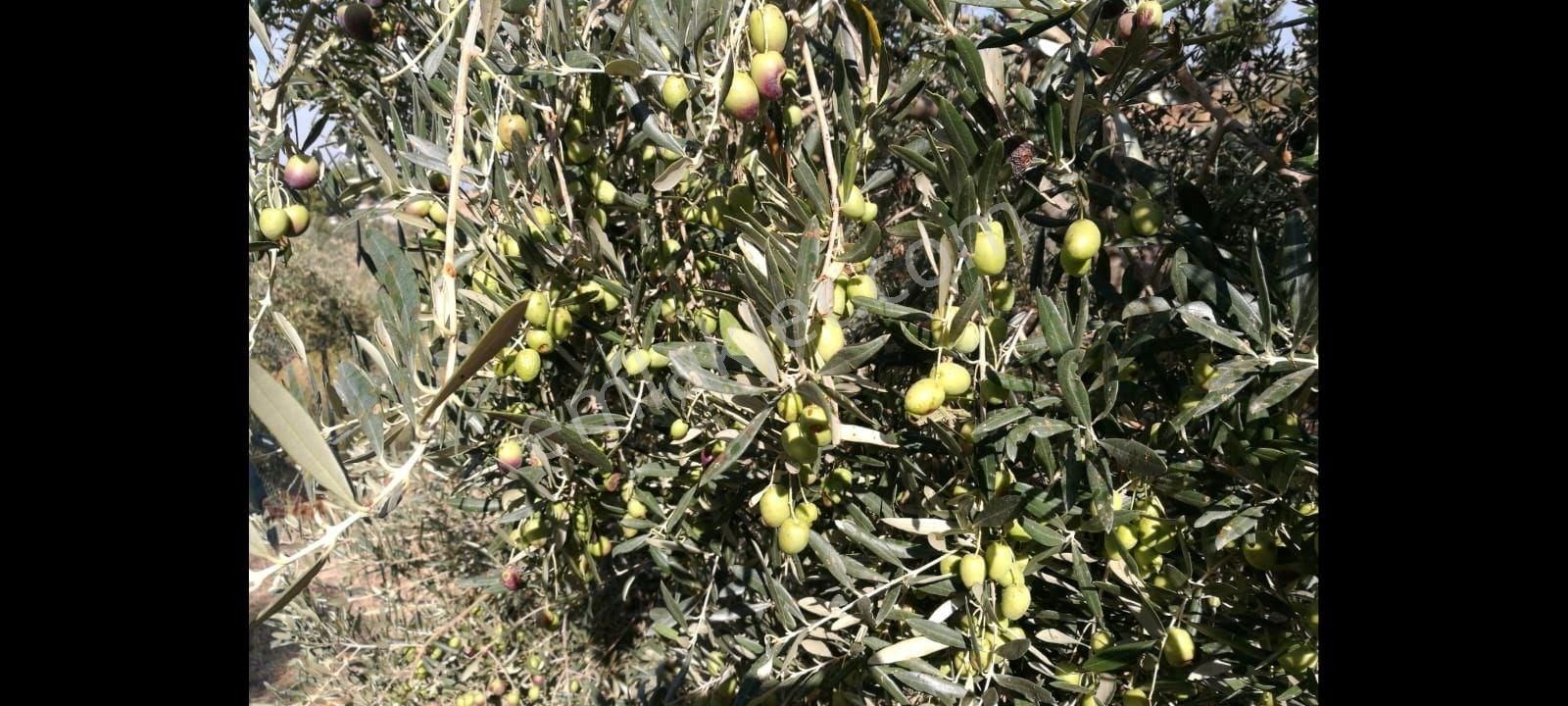 Ağaçlı Köyü Satılık 7237m2 Bahçe Tek Tapu - Görsel 11