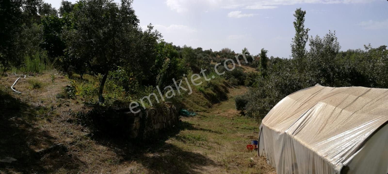 Ağaçlı Köyü Satılık 7237m2 Bahçe Tek Tapu - Görsel 4