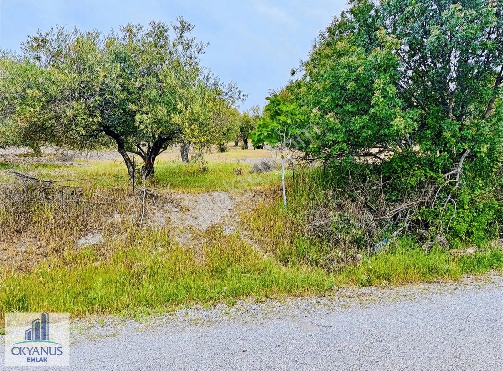 Kağan Da 1.400 M2 Zeytinlik , Asfalta Sıfır , Köye 50 Mt - Görsel 30