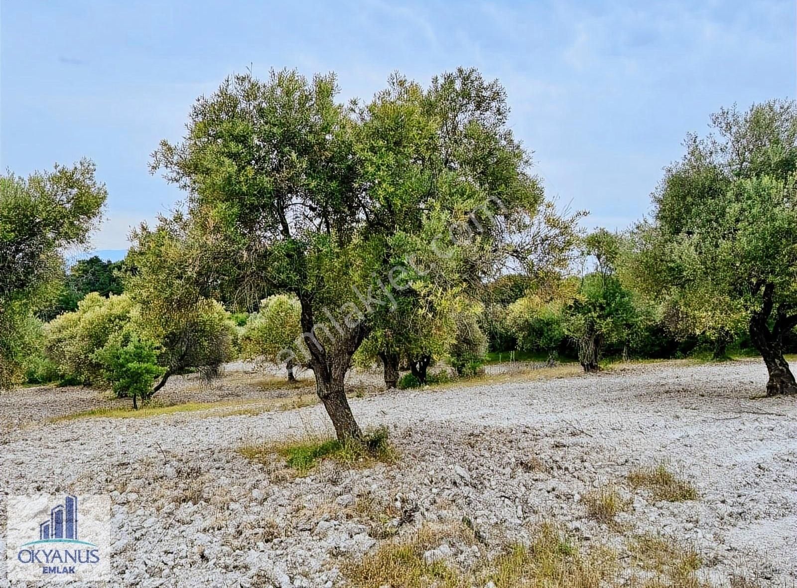 Kağan Da 1.400 M2 Zeytinlik , Asfalta Sıfır , Köye 50 Mt - Görsel 23