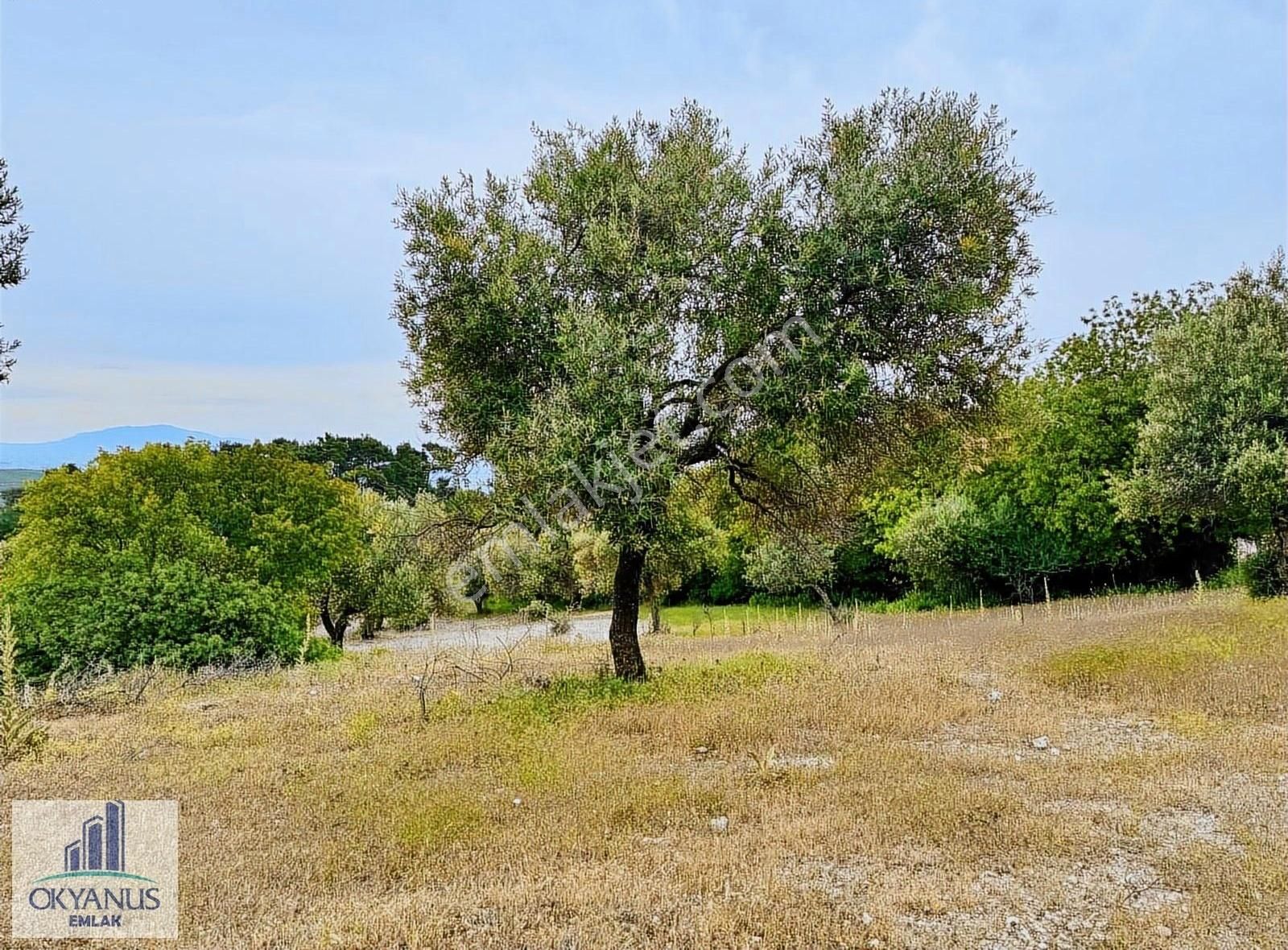 Kağan Da 1.400 M2 Zeytinlik , Asfalta Sıfır , Köye 50 Mt - Görsel 27