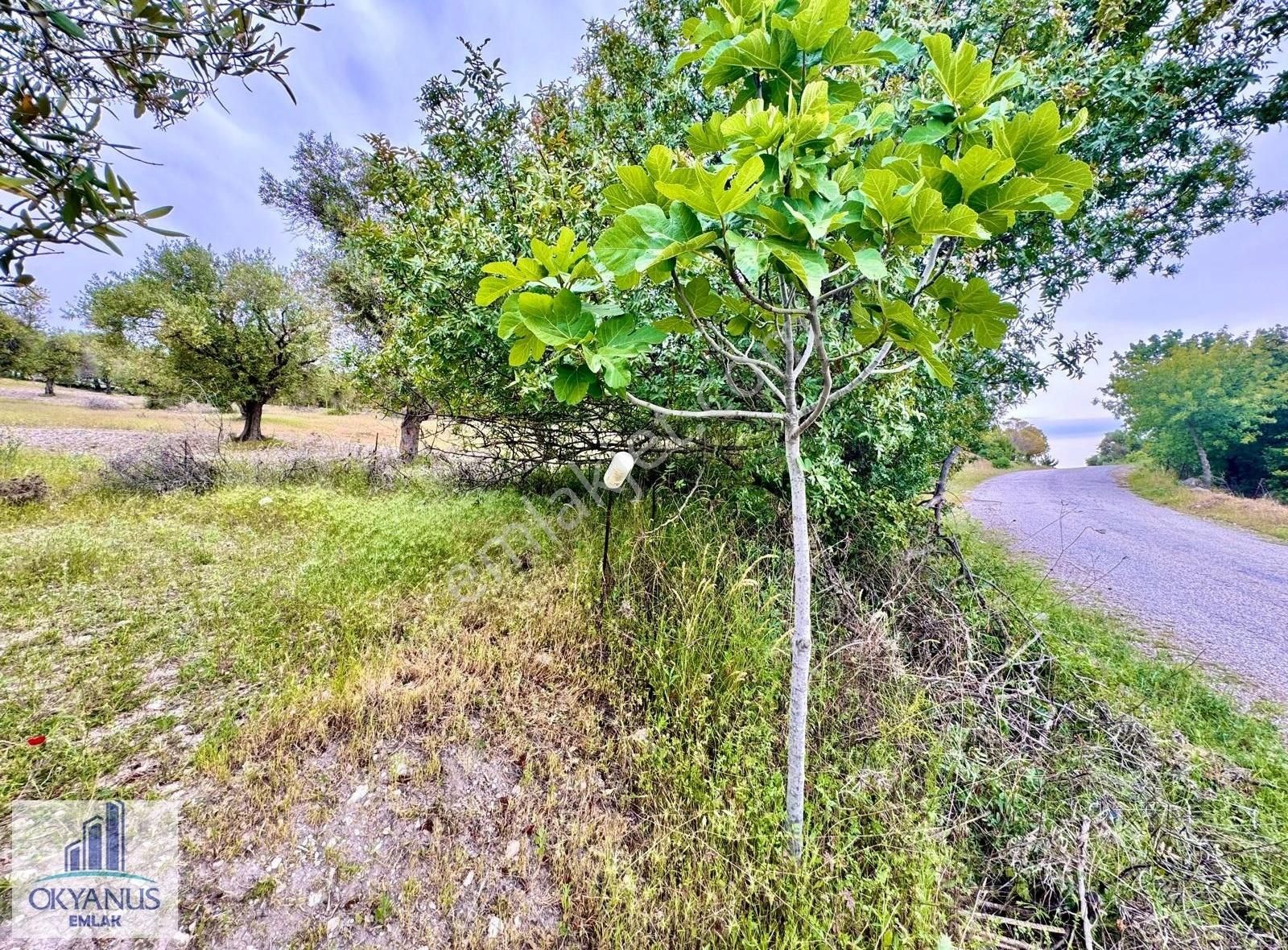Kağan Da 1.400 M2 Zeytinlik , Asfalta Sıfır , Köye 50 Mt - Görsel 18