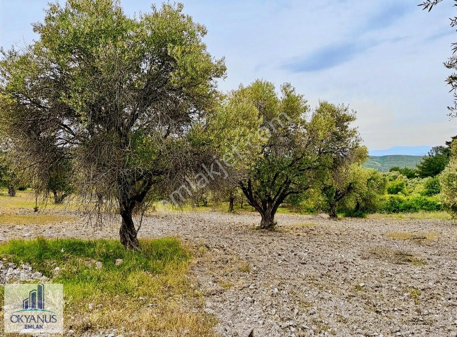 Kağan Da 1.400 M2 Zeytinlik , Asfalta Sıfır , Köye 50 Mt - Görsel 10