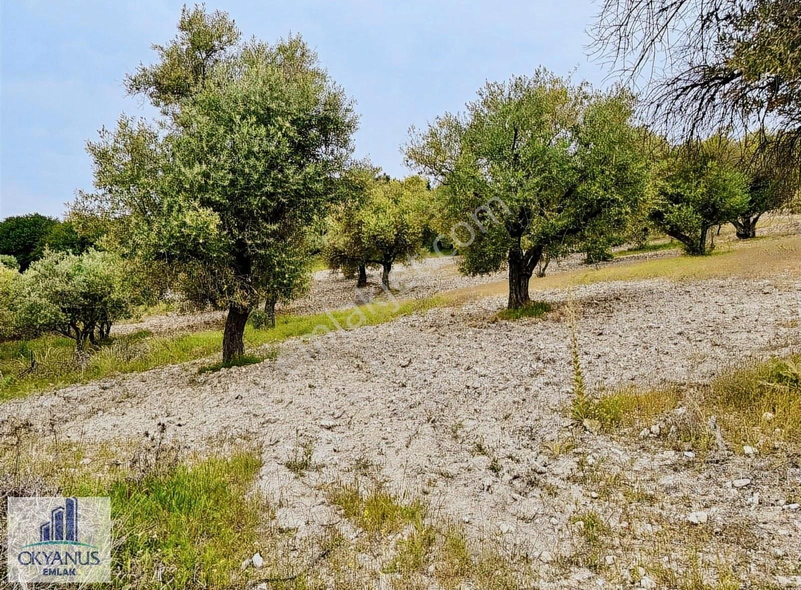 Kağan Da 1.400 M2 Zeytinlik , Asfalta Sıfır , Köye 50 Mt - Görsel 4