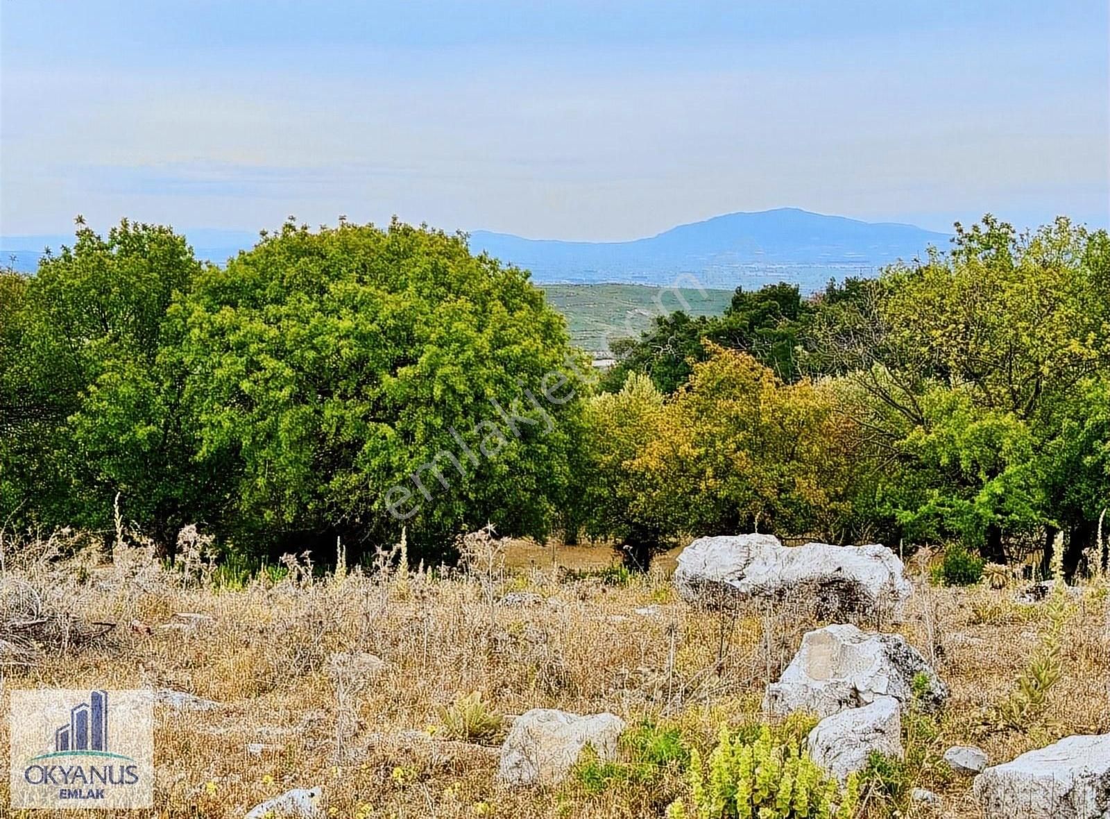 Kağan Da 1.400 M2 Zeytinlik , Asfalta Sıfır , Köye 50 Mt - Görsel 6