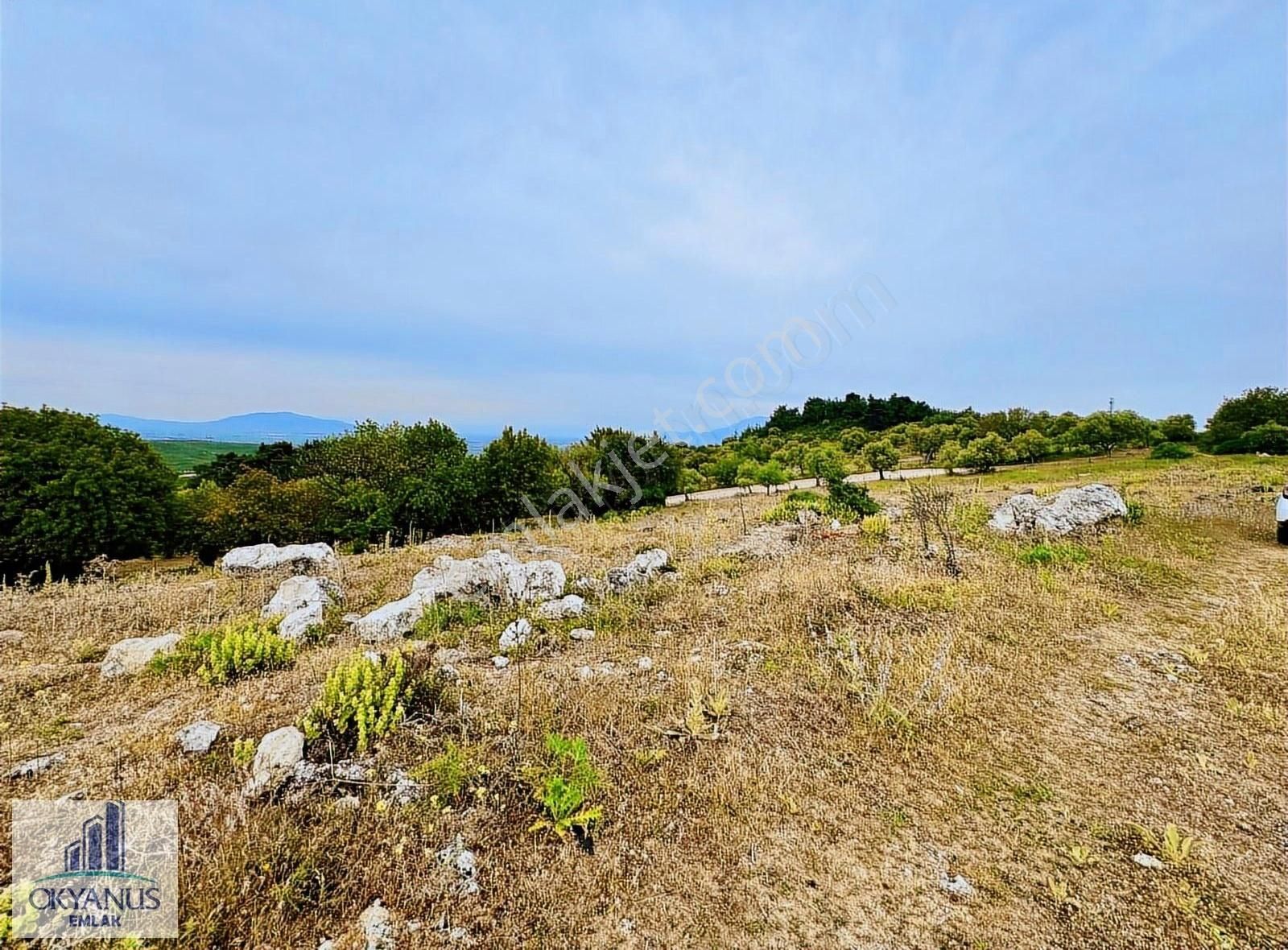 Kağan Da 1.400 M2 Zeytinlik , Asfalta Sıfır , Köye 50 Mt - Görsel 31