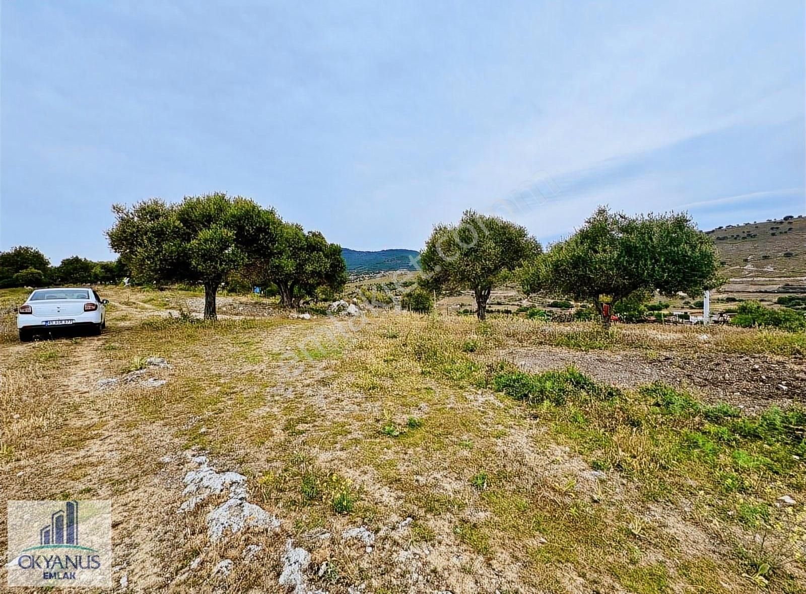 Kağan Da 1.400 M2 Zeytinlik , Asfalta Sıfır , Köye 50 Mt - Görsel 24