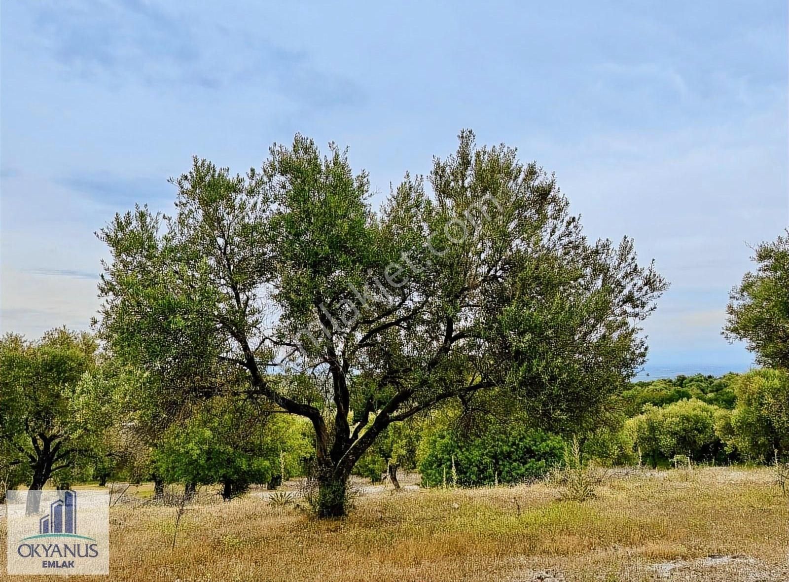 Kağan Da 1.400 M2 Zeytinlik , Asfalta Sıfır , Köye 50 Mt - Görsel 29