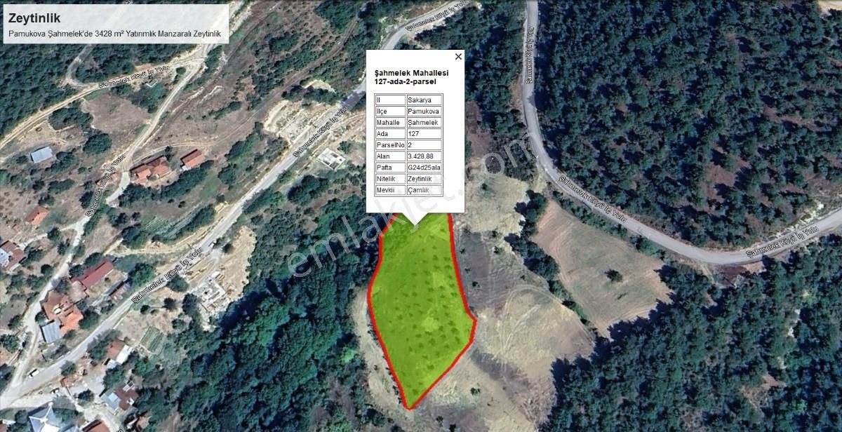 Pamukova Şahmelekde 3428 M² Yatırımlık Manzaralı Zeytinlik