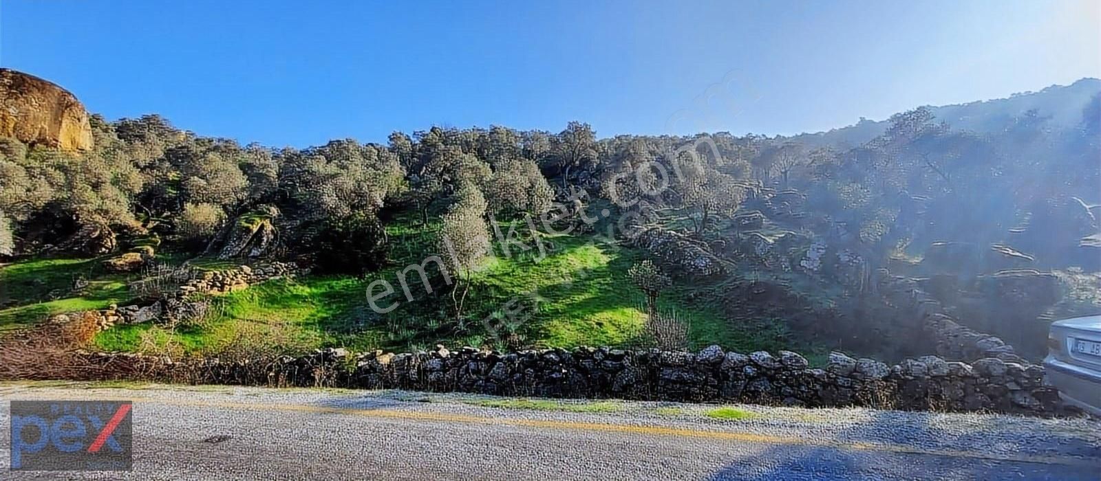 Çine'de Tek Tapulu Yola Sıfır 3660 M2 Yatırımlık Zeytinlik