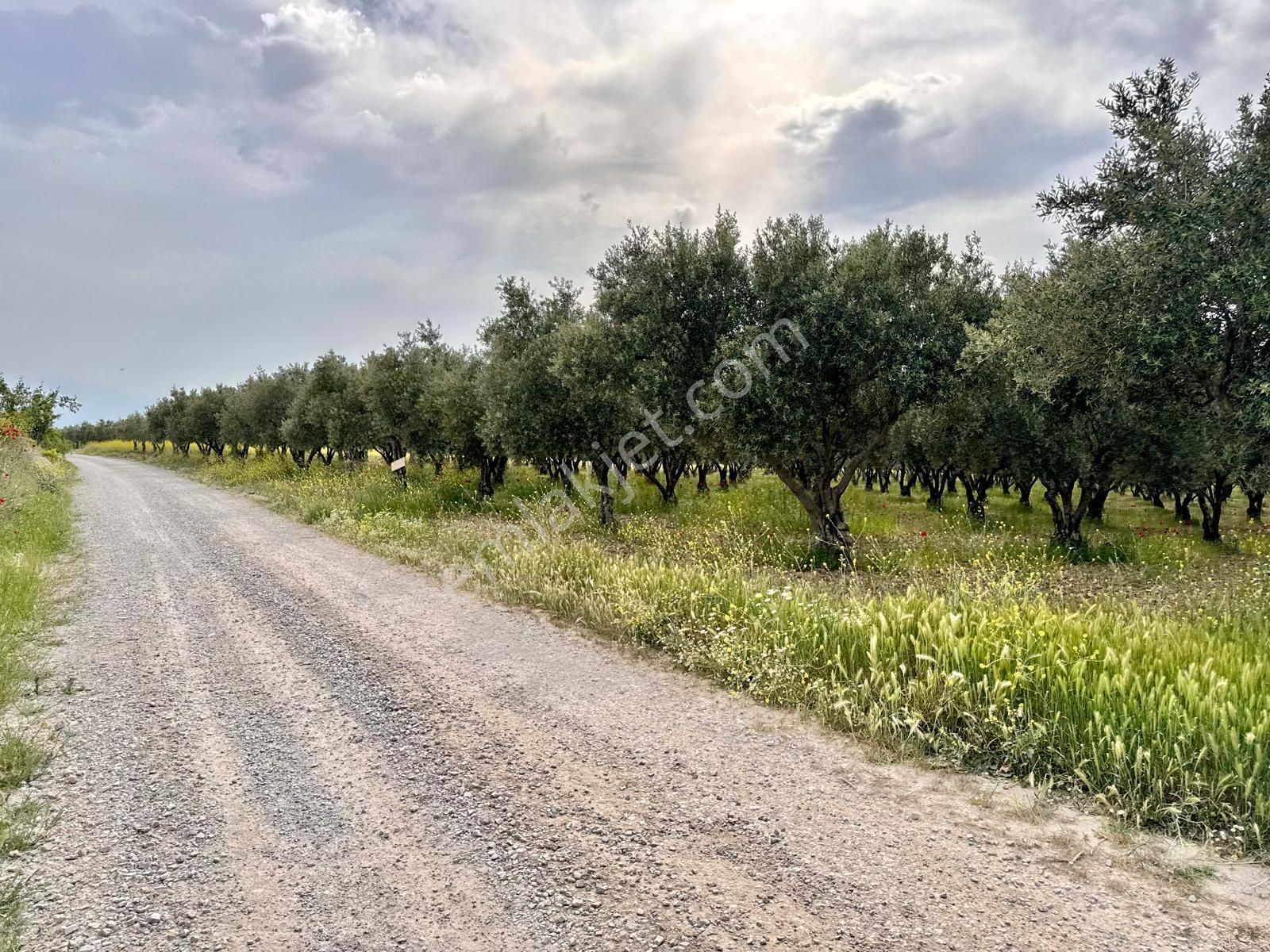 Manisa Pınarbaşın Da 8.100 M2 Zeytinlik , Kadastrol Yola Sıfır