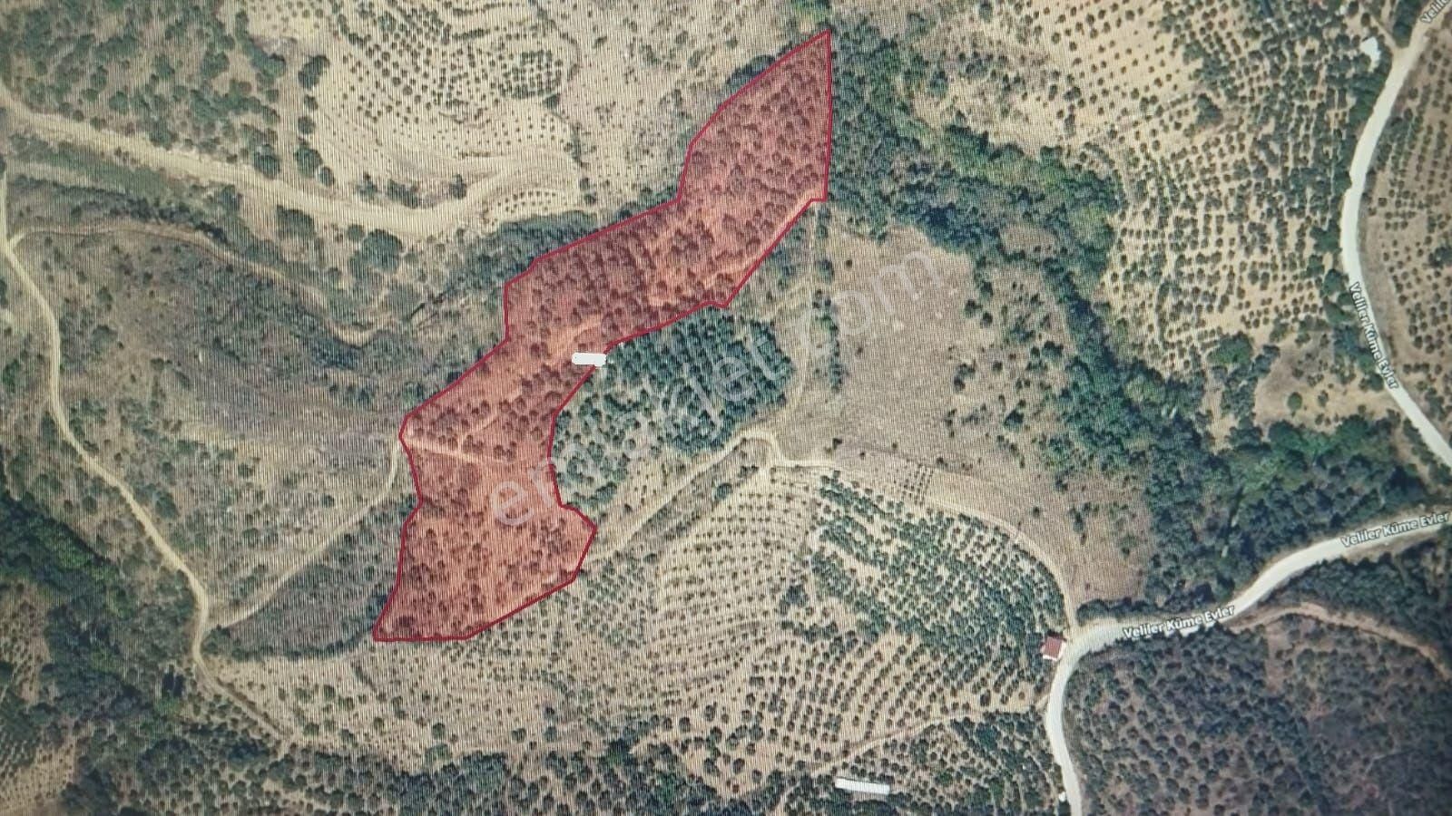 Antika Gayrimenkul'den Ödemiş Velilerde Satılık Zeytinli Tarla - Görsel 4