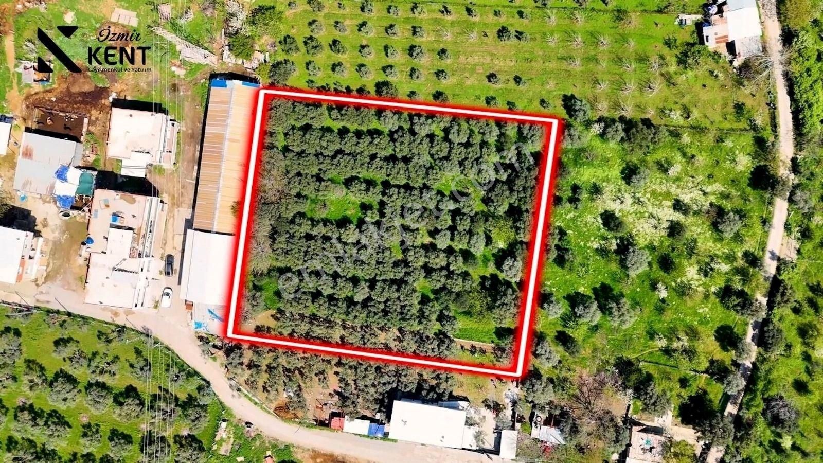Kemalpaşa Merkez Satılık 3800m2 Bahçe